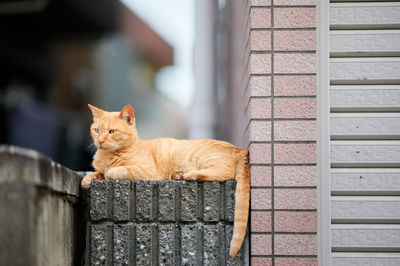 Portrait of a cat on wall