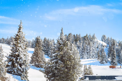 Snow covered pine trees against sky