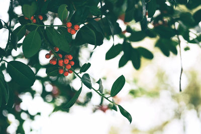 Low angle view of berries growing on tree