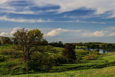 Trees on field against sky
