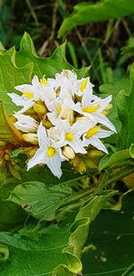 Close-up of white flowering plant leaves