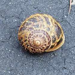 Close-up of snail on road