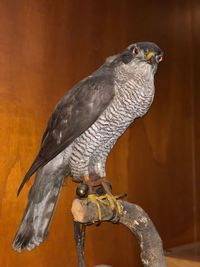 Close-up of parrot perching