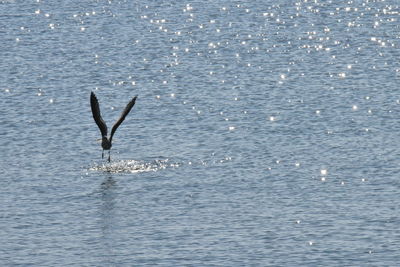 View of birds flying over sea