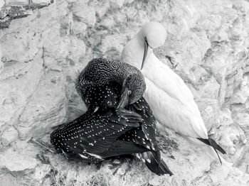 High angle view of birds on rock