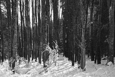 Trees in forest during winter