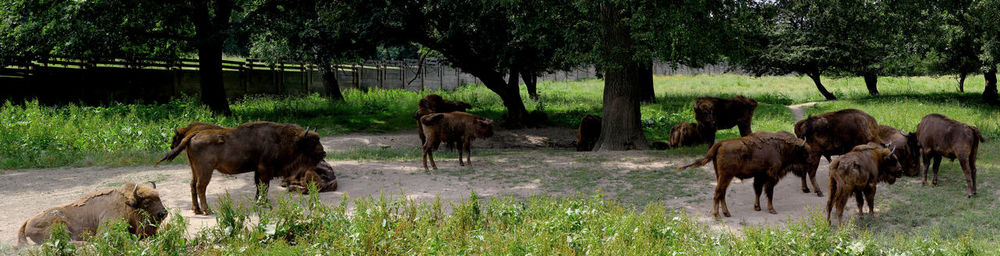 Horses grazing in a field