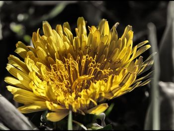 Close-up of yellow flower