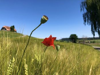 Red flower on field