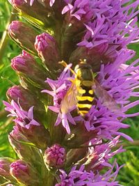 Close-up of bee on purple flowers