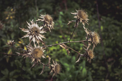 Close-up of thistle