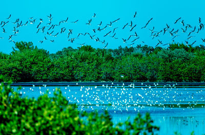 Birds flying over the lake