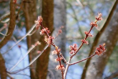 Low angle view of cherry blossom on tree