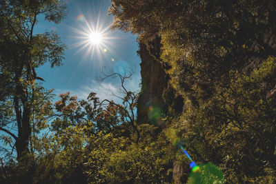 Low angle view of trees in forest on sunny day