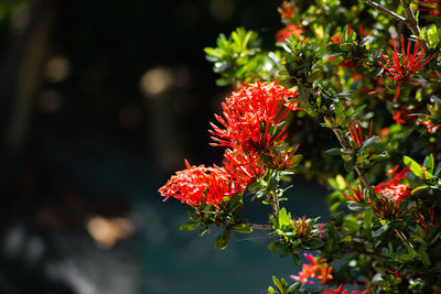 Close-up of red flowering plant