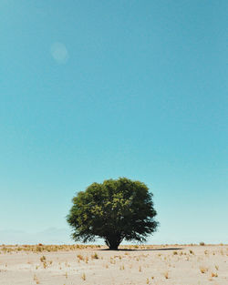 Low angle view of trees against clear blue sky