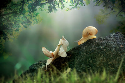 Close-up of mushrooms with toy on tree