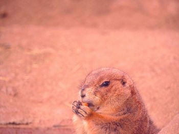 Close-up of squirrel on rock