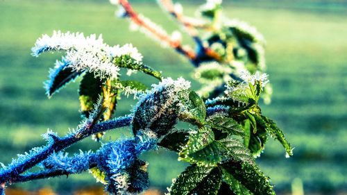 Close-up of plant against blurred background