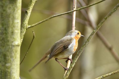 Close-up of robin perching on plant
