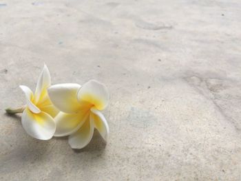 Close-up high angle view of frangipani