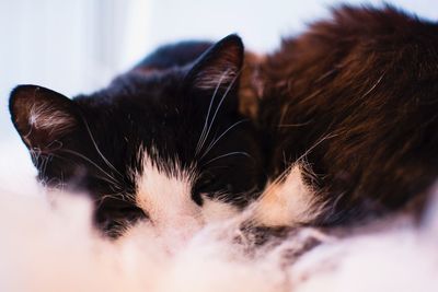 Close-up of cat