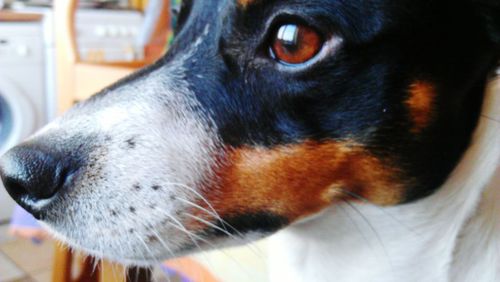 Close-up portrait of dog