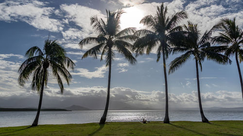 Palm trees on beach against sky