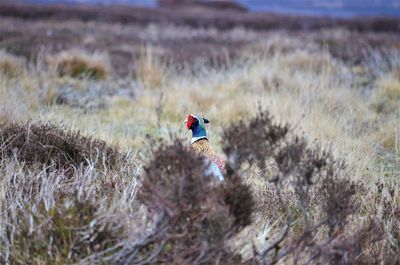 View of a bird on field