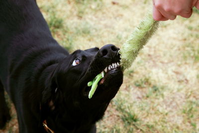 Close-up of black labrador holding toy on field