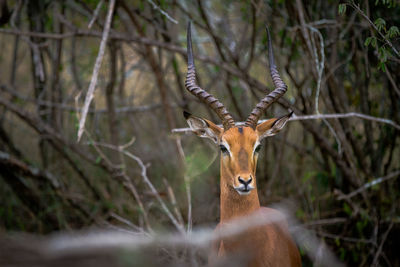 Portrait of deer