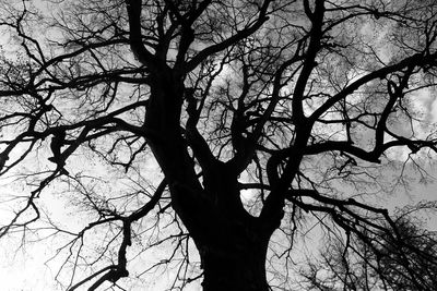 Low angle view of bare trees against sky
