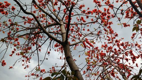 Low angle view of apple blossoms in spring