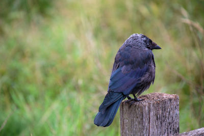 Close-up of bird perching on wooden post