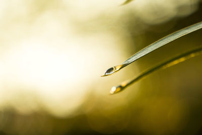 Close-up of water drops on plant