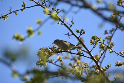 Low angle view of bird perching on tree against sky