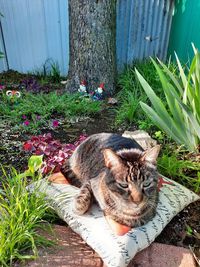 Portrait of cat relaxing in yard