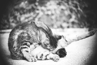 Close-up of a cat sleeping