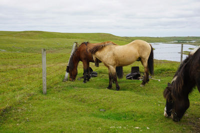 Horses grazing in a field