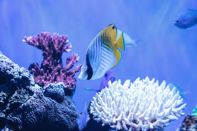 Close-up of fish swimming in aquarium