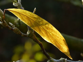 Close-up of yellow maple leaf on branch