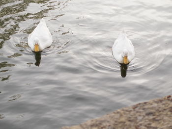 High angle view of duck swimming in lake