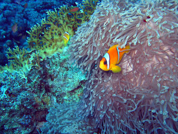 Clownfish swimming near coral in sea