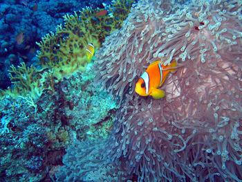 Close-up of fish in water