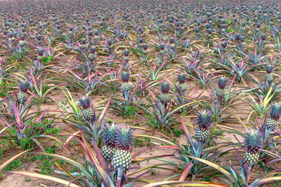 High angle view of plants growing on field