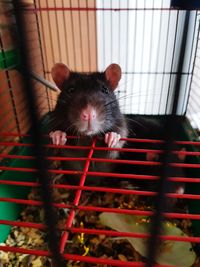 Portrait of a rat in a cage