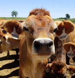 Portrait of cow on field