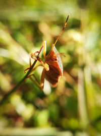 Close-up of insect on plant