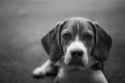 Close-up of dog looking at camera