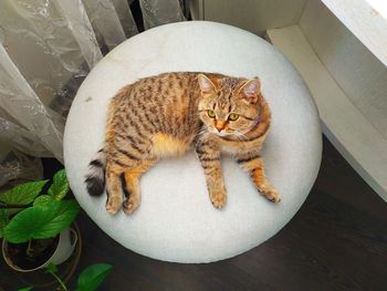 High angle portrait of cat relaxing on floor
